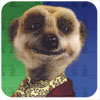 Compare the meerkat